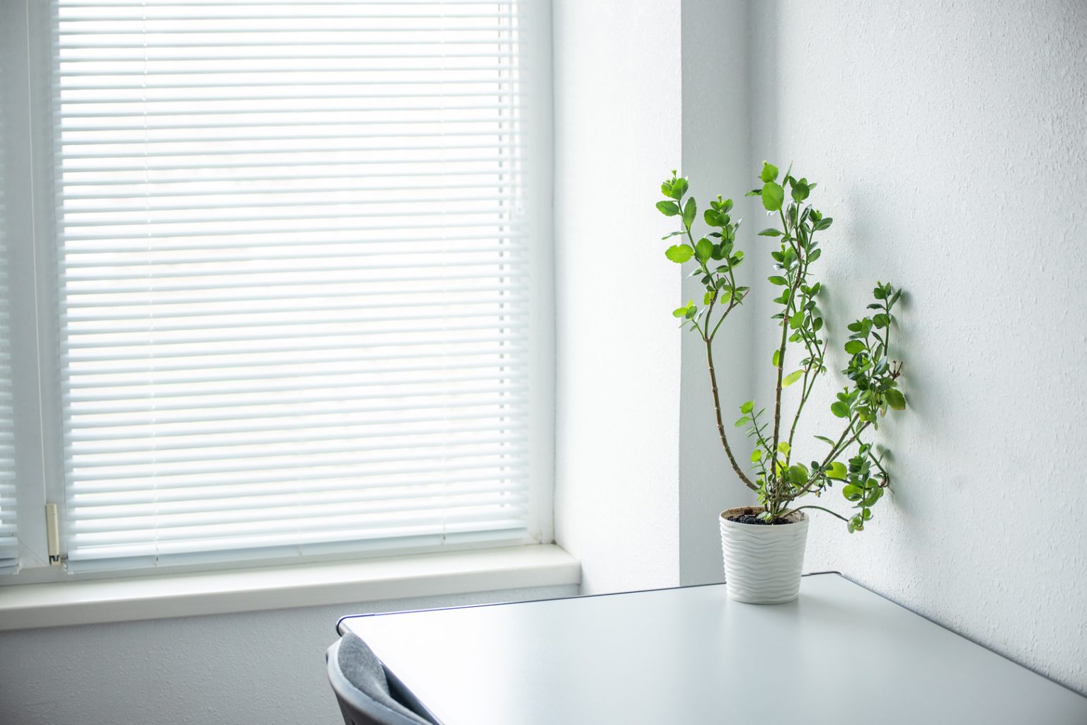 Bright minimalist room with PVC Venetian blinds filtering daylight beside a potted houseplant
